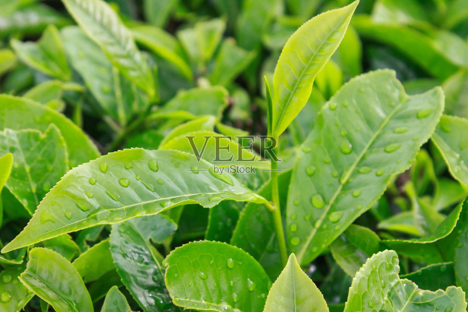 茶园里新鲜的绿茶叶子照片摄影图片