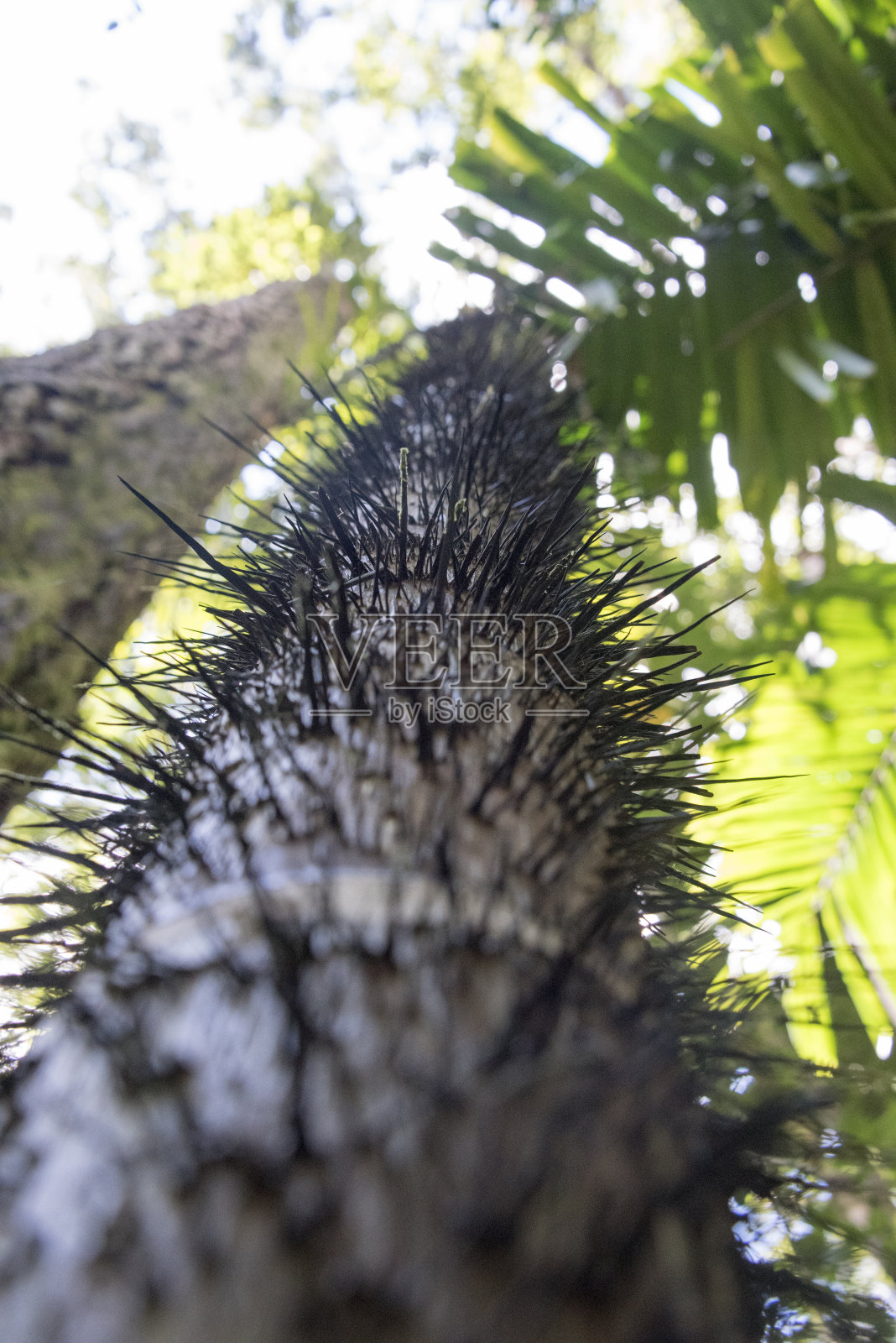 雨林中树干上的刺照片摄影图片