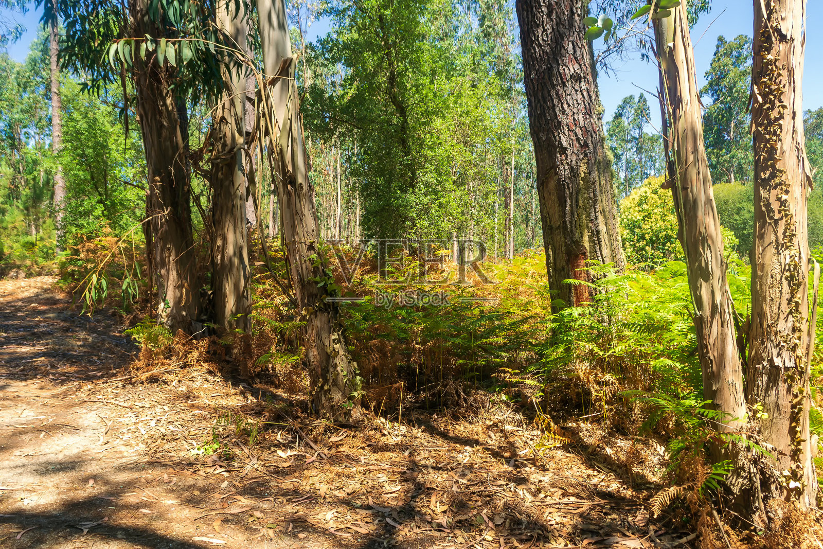 森林中一小块空地附近的桉树照片摄影图片