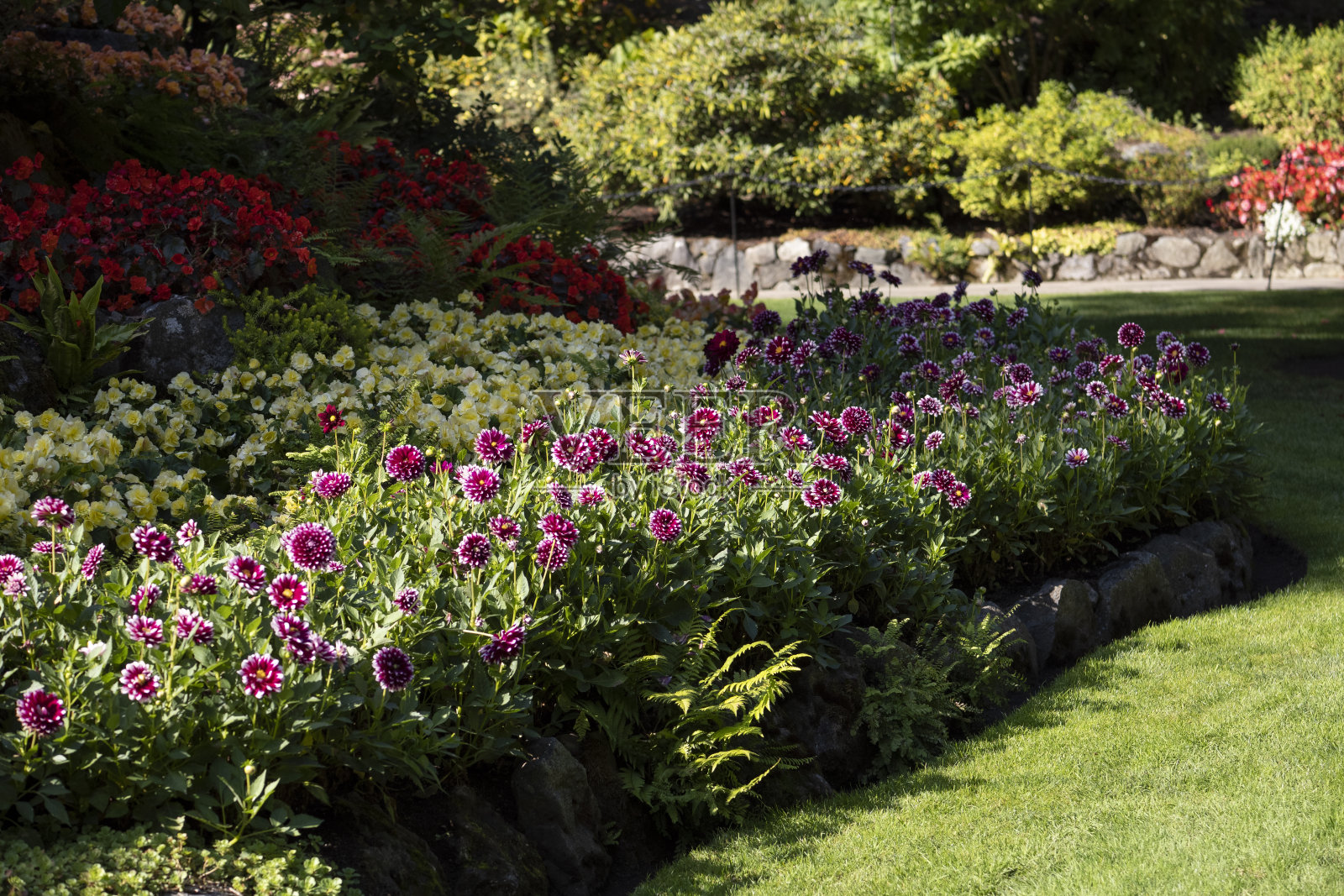维多利亚岛的屠夫花园照片摄影图片