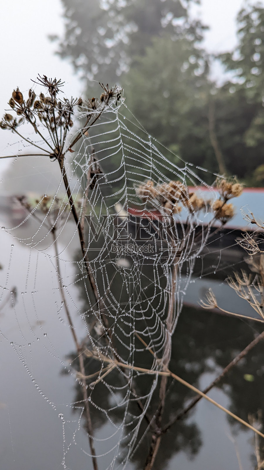 蜘蛛网照片摄影图片