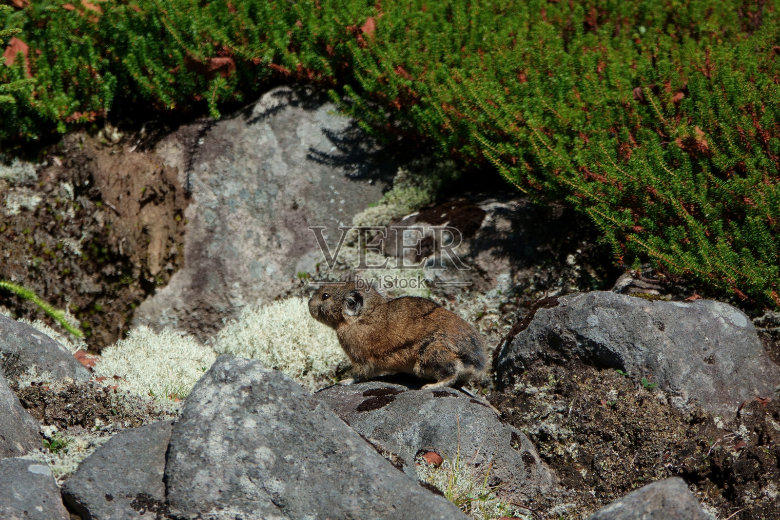 日本鼠兔在岩石上晒太阳照片摄影图片