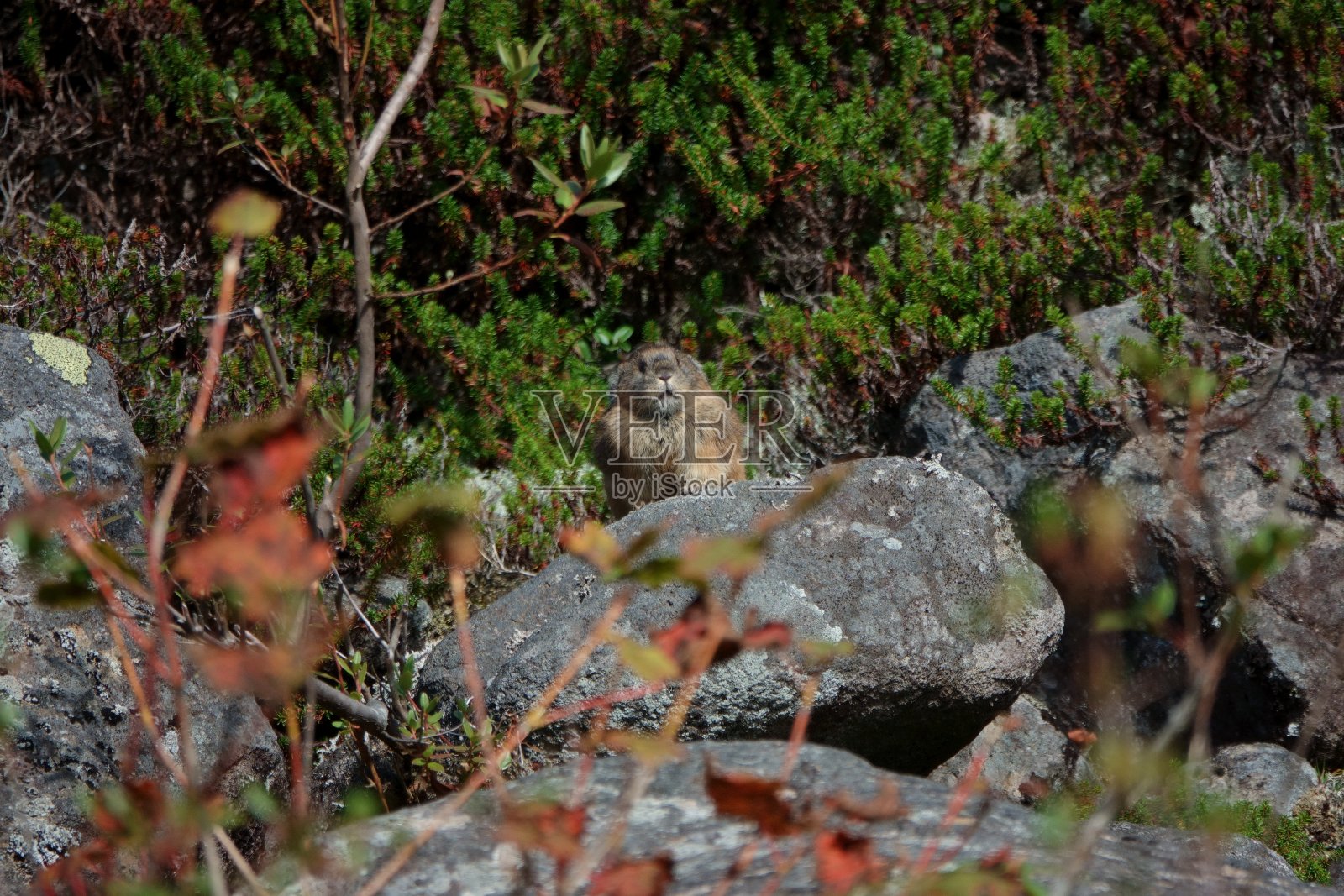 日本鼠兔在岩石上晒太阳照片摄影图片