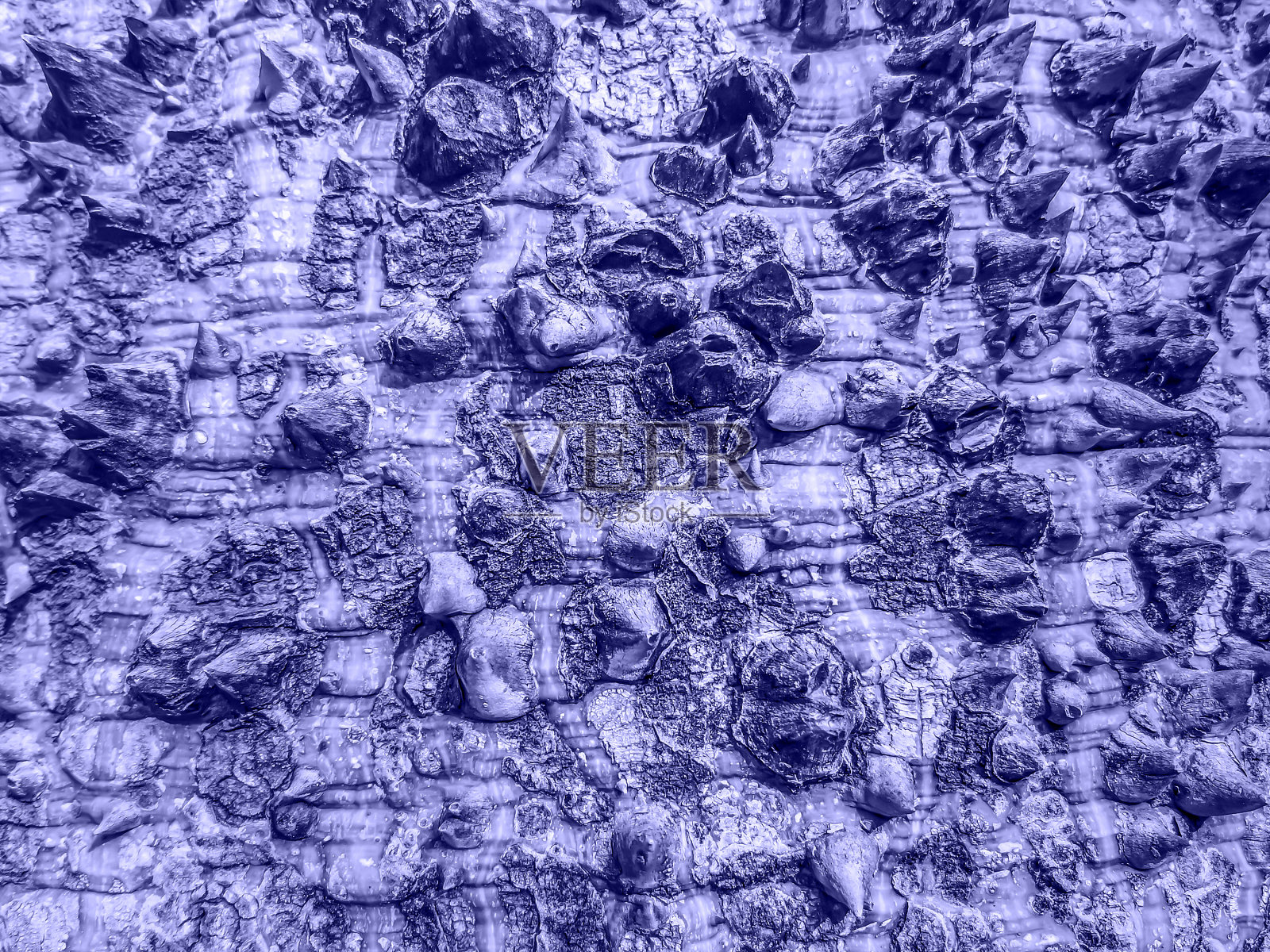 抽象的自然蓝紫色纹理的树皮与刺照片摄影图片