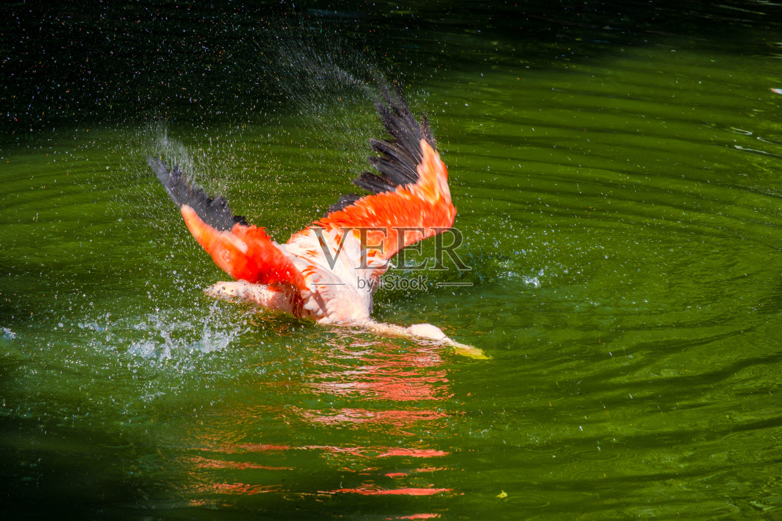 火烈鸟在水中照片摄影图片