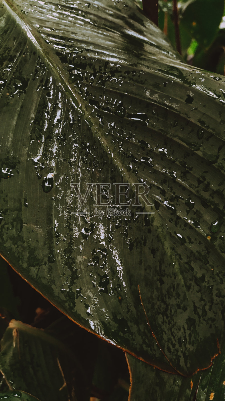 热带树叶上的雨滴照片摄影图片