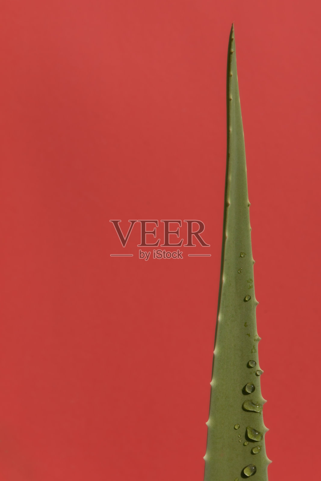 红色背景上有露珠的芦荟植物分枝。副本的空间。照片摄影图片