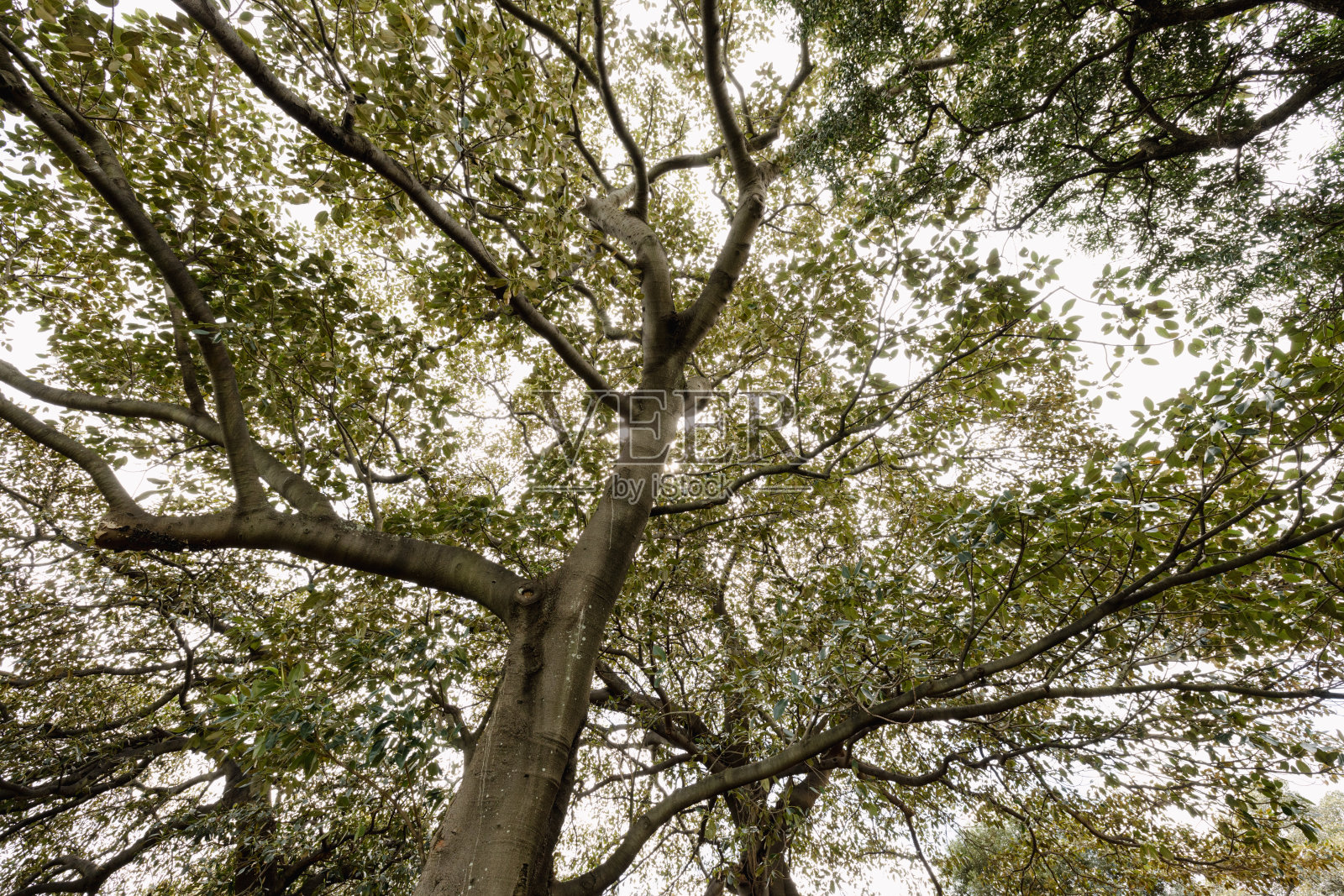 一棵大树下照片摄影图片