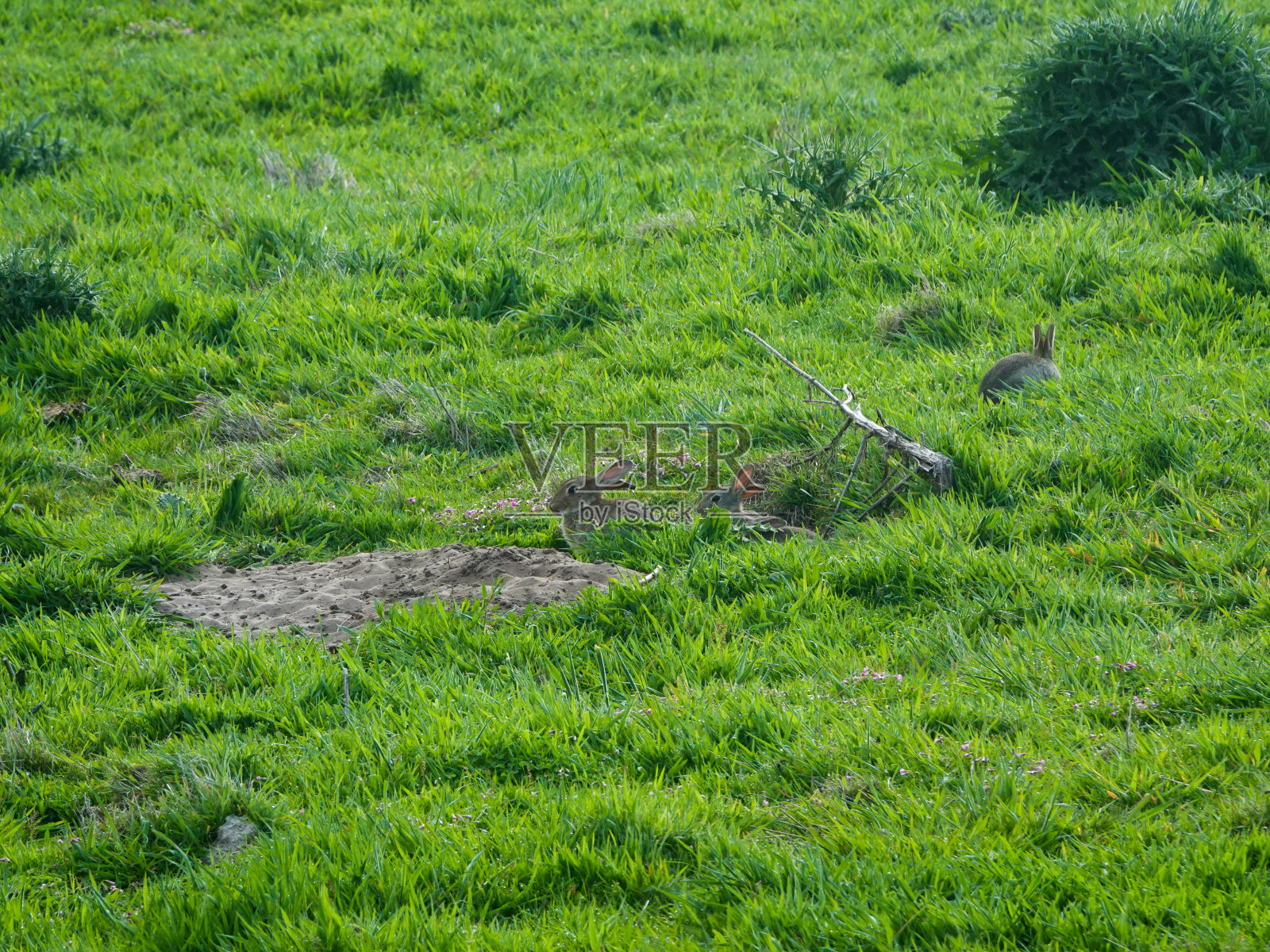 兔子窝在绿油油的山坡上照片摄影图片
