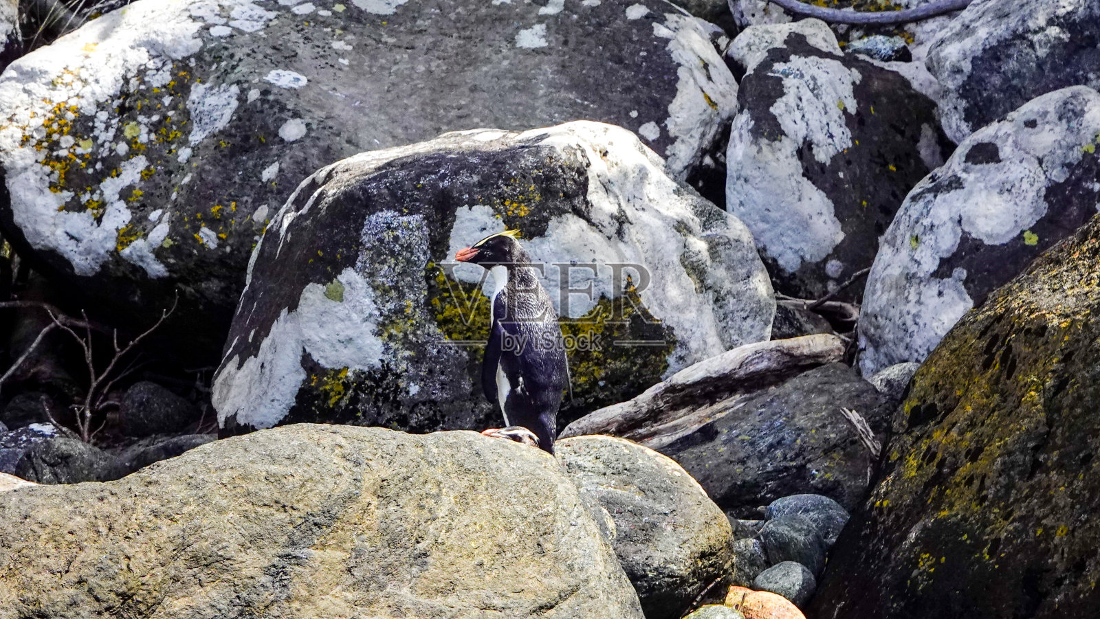 峡湾企鹅在岩石上照片摄影图片