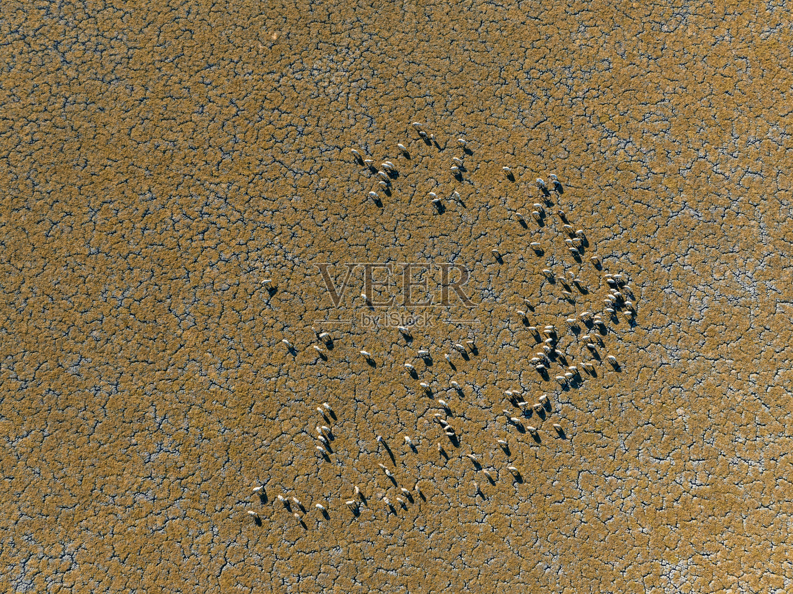 一群羊在干涸的湖床上寻找食物照片摄影图片