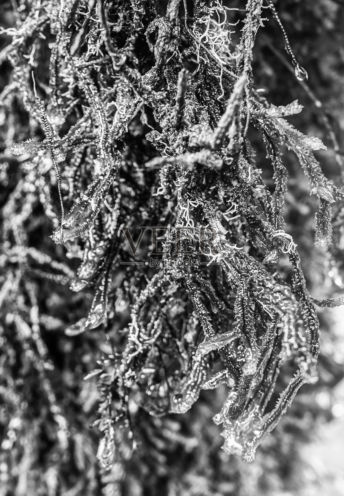 干苔藓卷须的特写。照片摄影图片