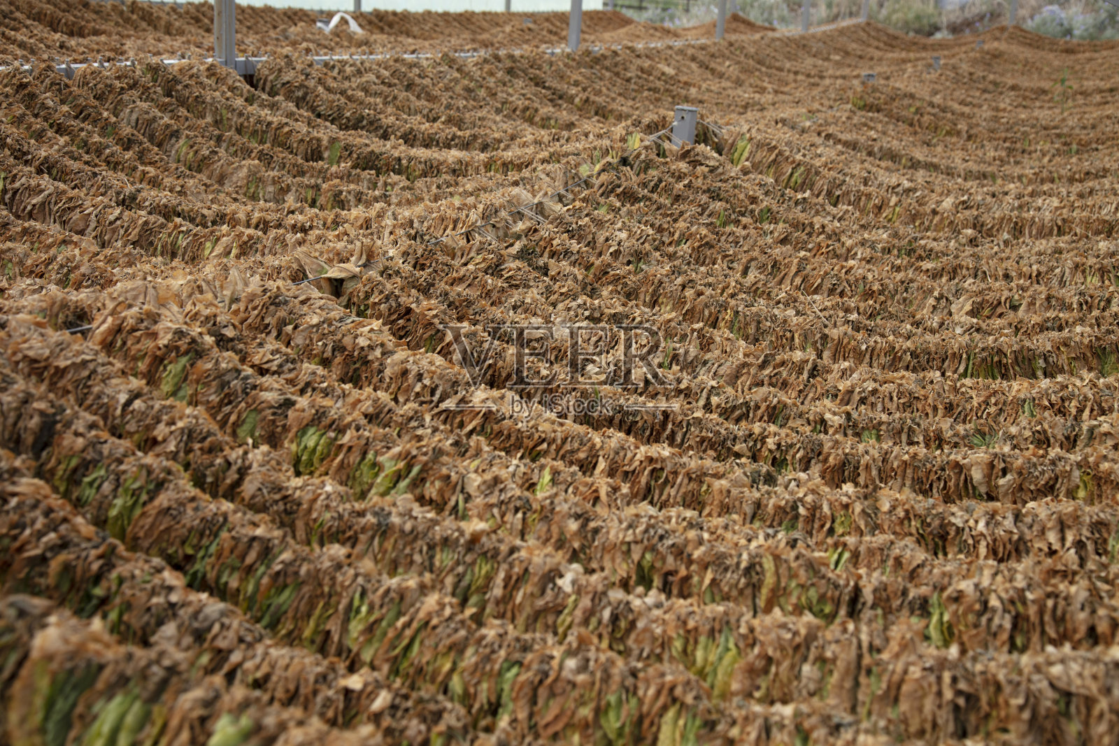 烟叶挂着晾干照片摄影图片