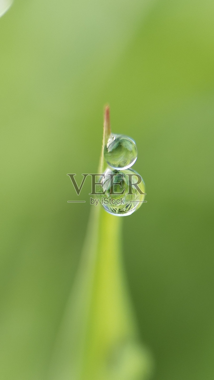 草地上的晨露。照片摄影图片