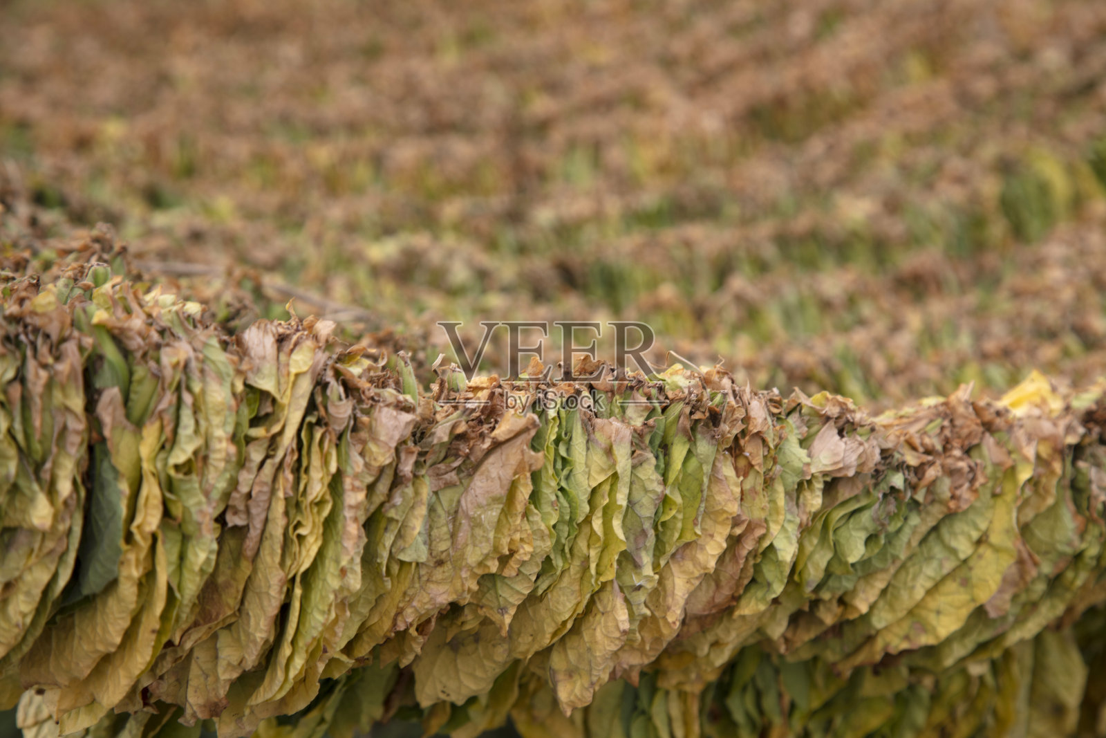 烟叶挂着晾干照片摄影图片