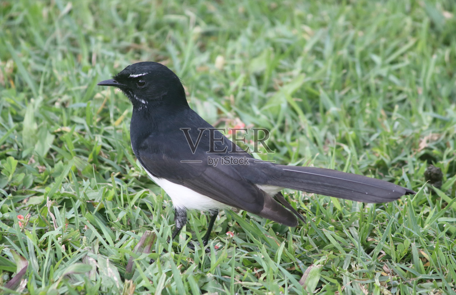 威利摇尾鸟站在绿色的草地上照片摄影图片