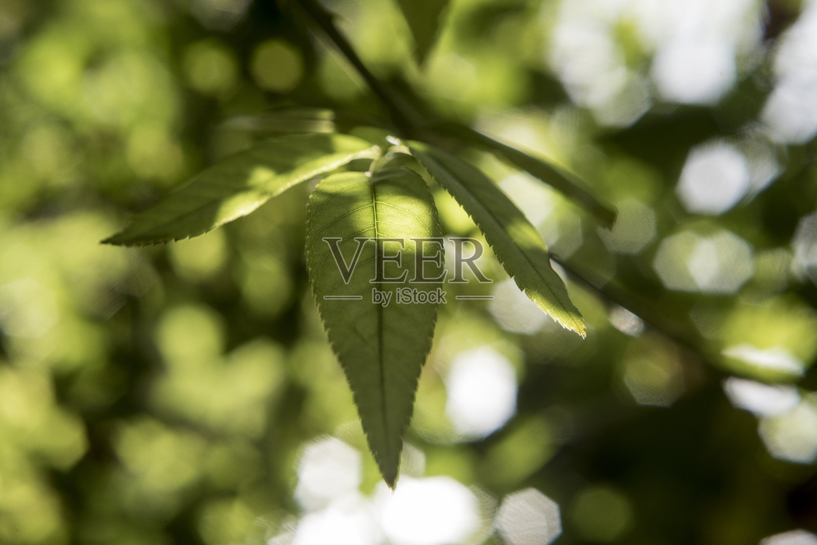 树叶在暮色中朦胧地照耀着照片摄影图片