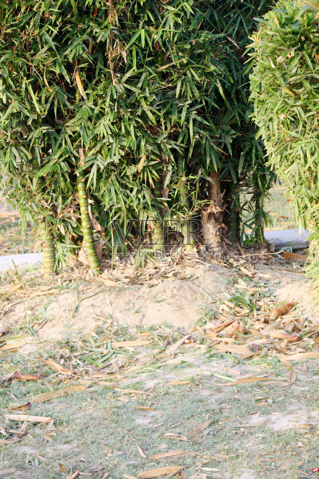 公园里的一簇佛竹(Bambusa心室):(图片SShukla)照片摄影图片