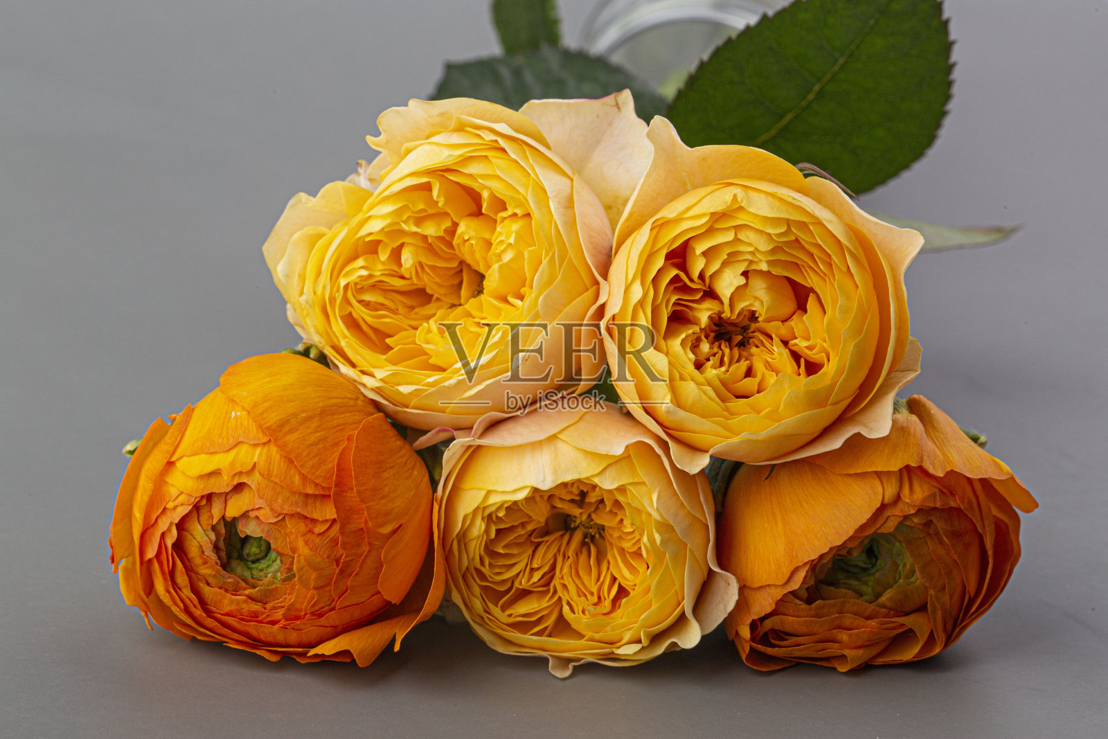 灰色背景下的金色呜呜祖拉玫瑰。照片摄影图片