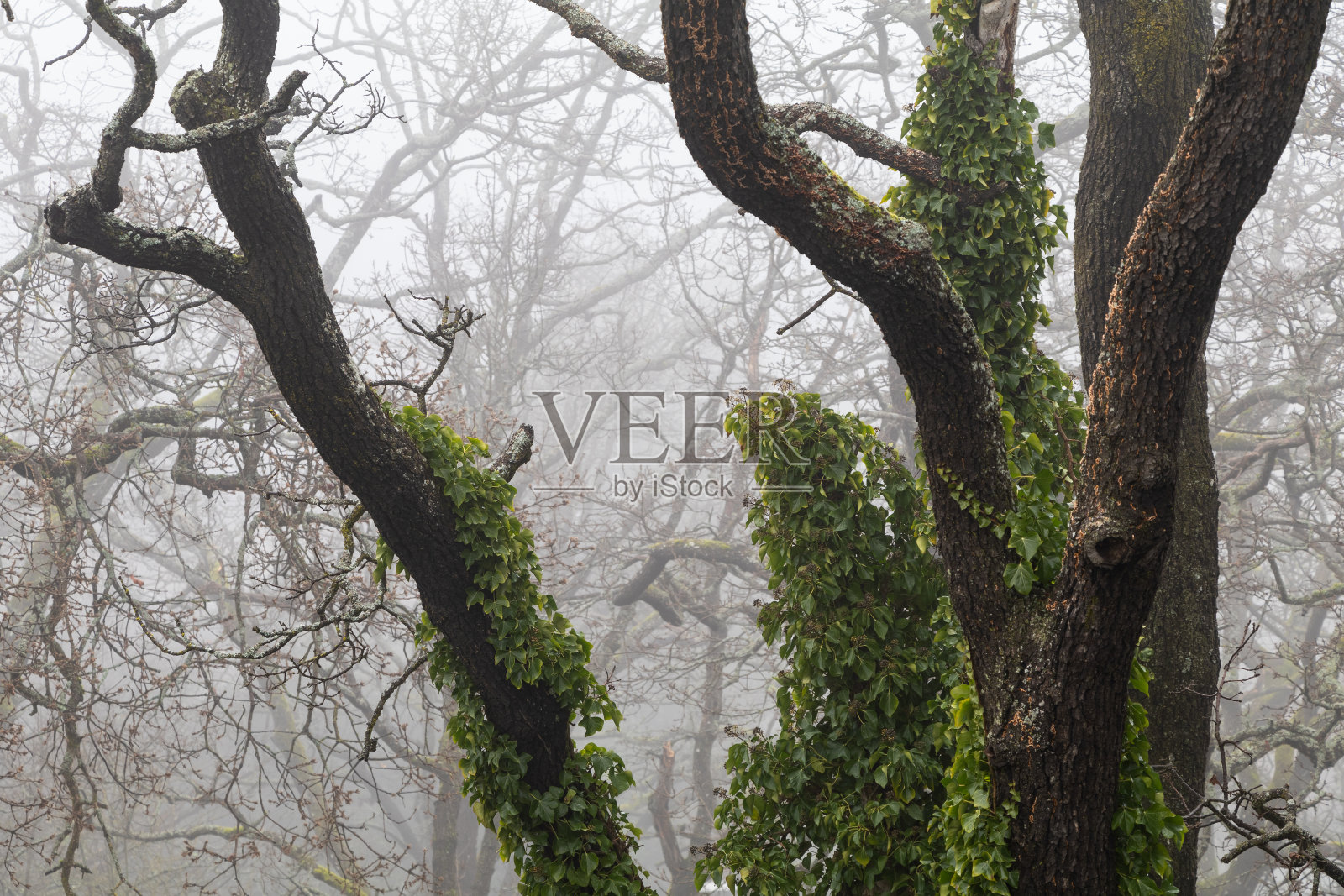 峰会公园的雾林照片摄影图片