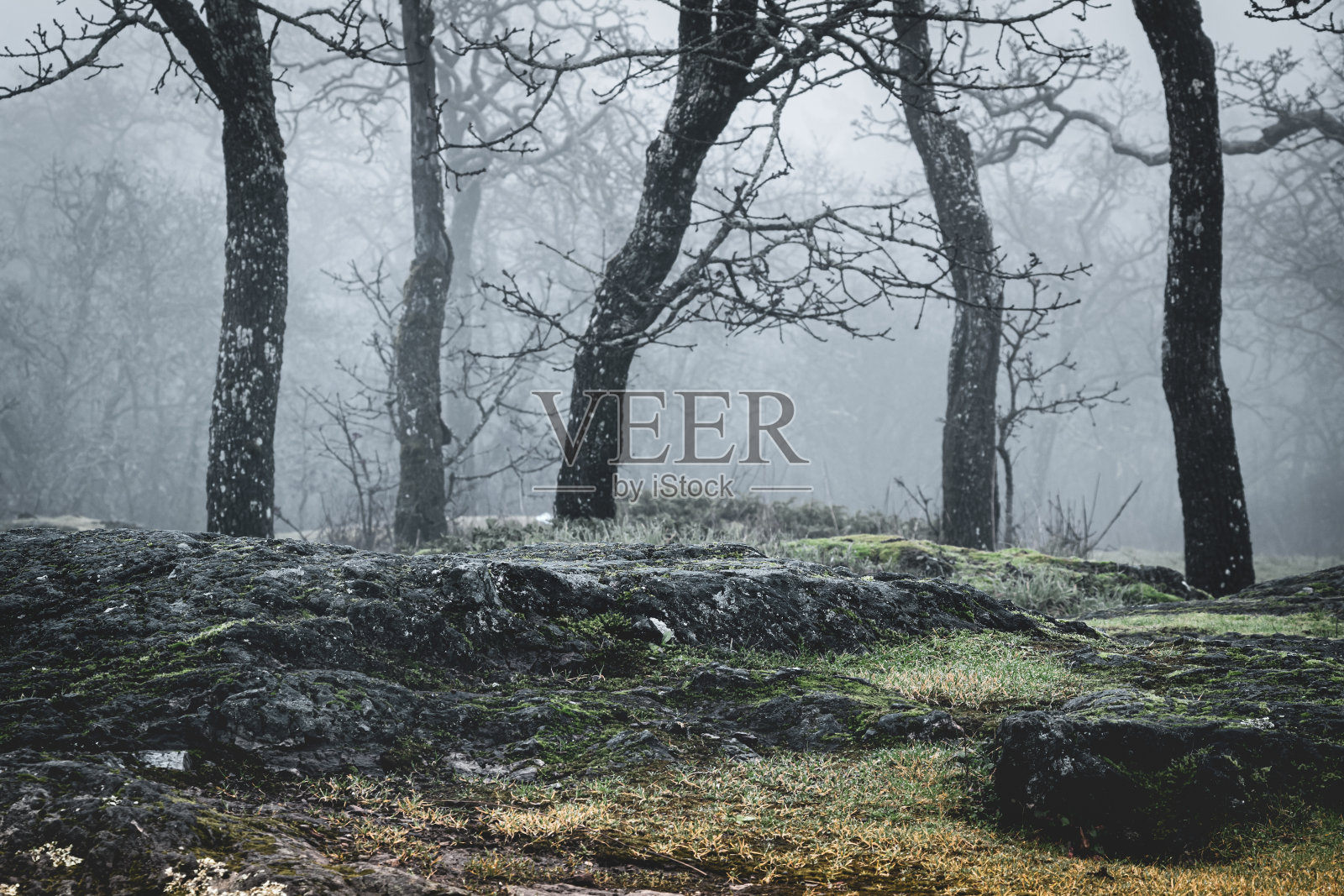 峰会公园的雾林照片摄影图片