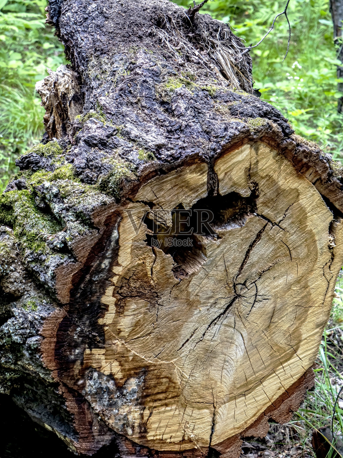 混交林中风景如画的老树桩照片摄影图片