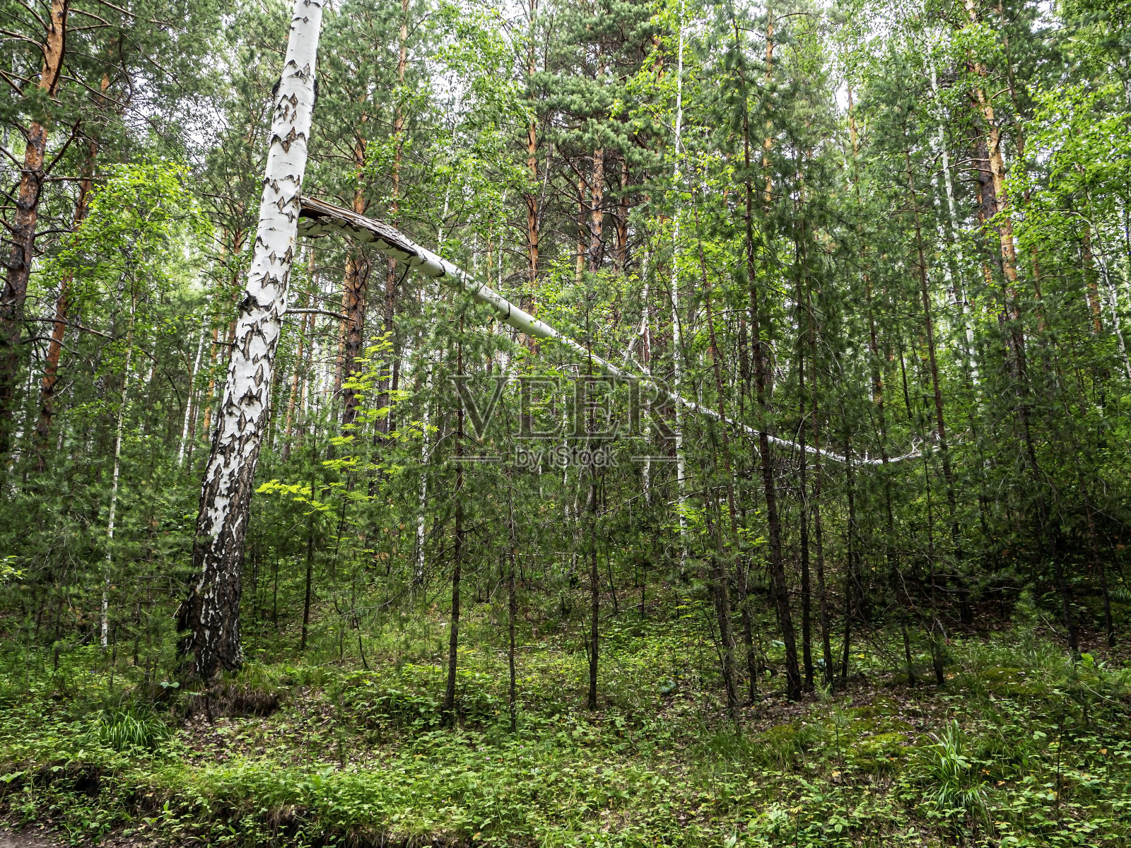 乌拉尔南部美丽的混交林照片摄影图片