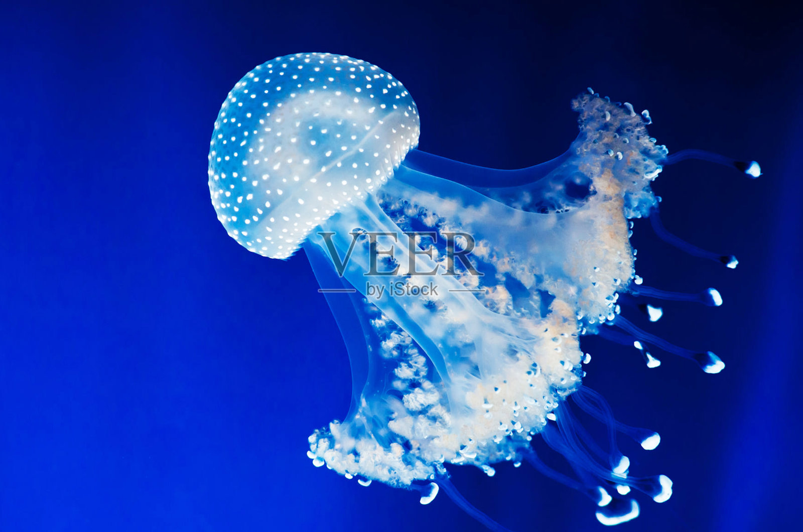 美丽的意大利水下图片照片摄影图片