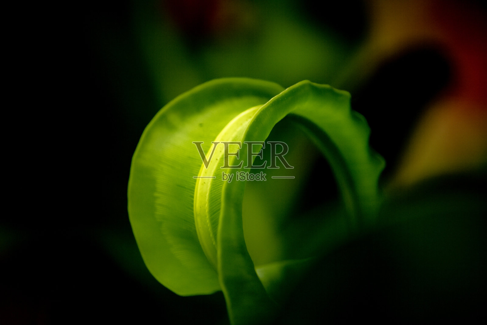 羊肚蕨或燕窝蕨照片摄影图片