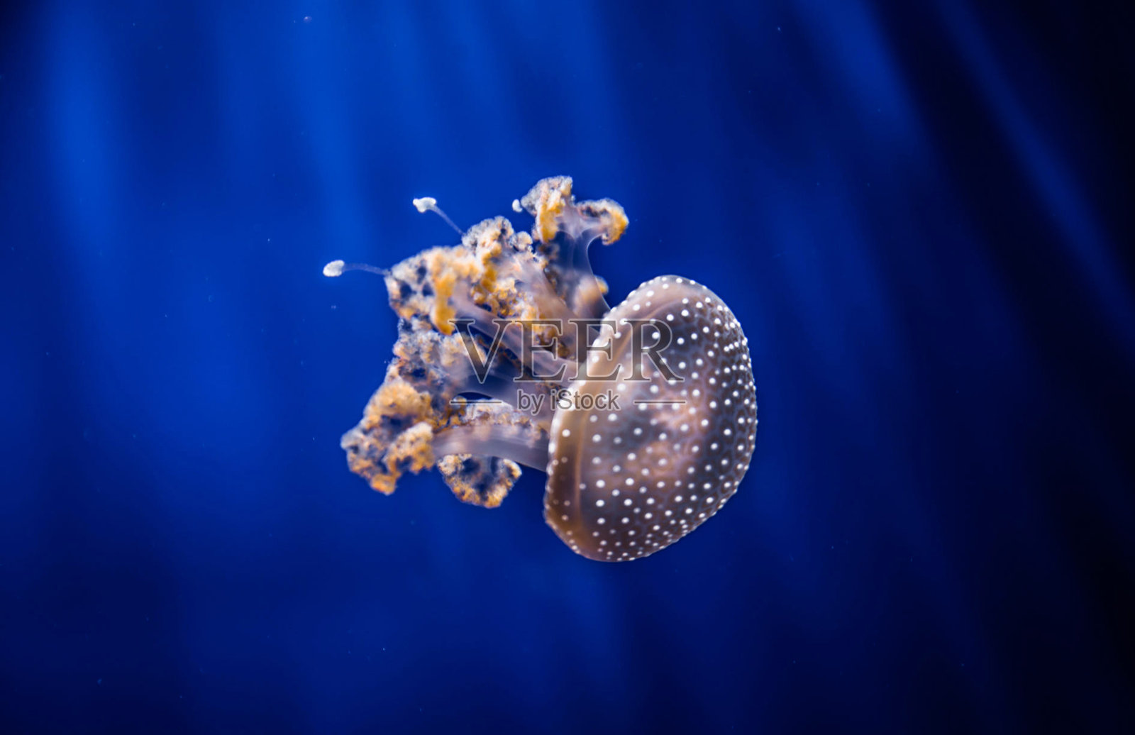 美丽的意大利水下图片照片摄影图片