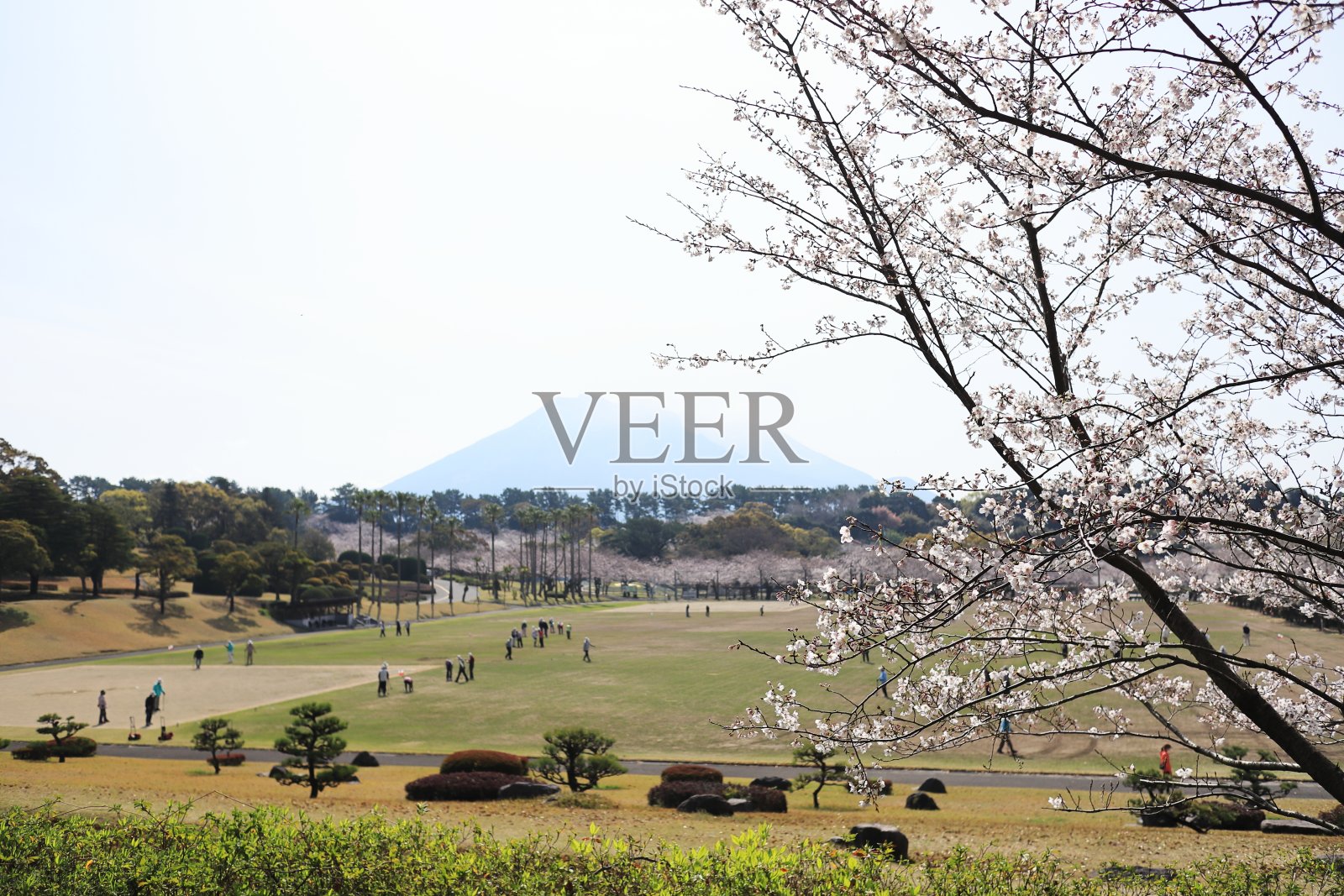 春天公园的樱花景观照片摄影图片