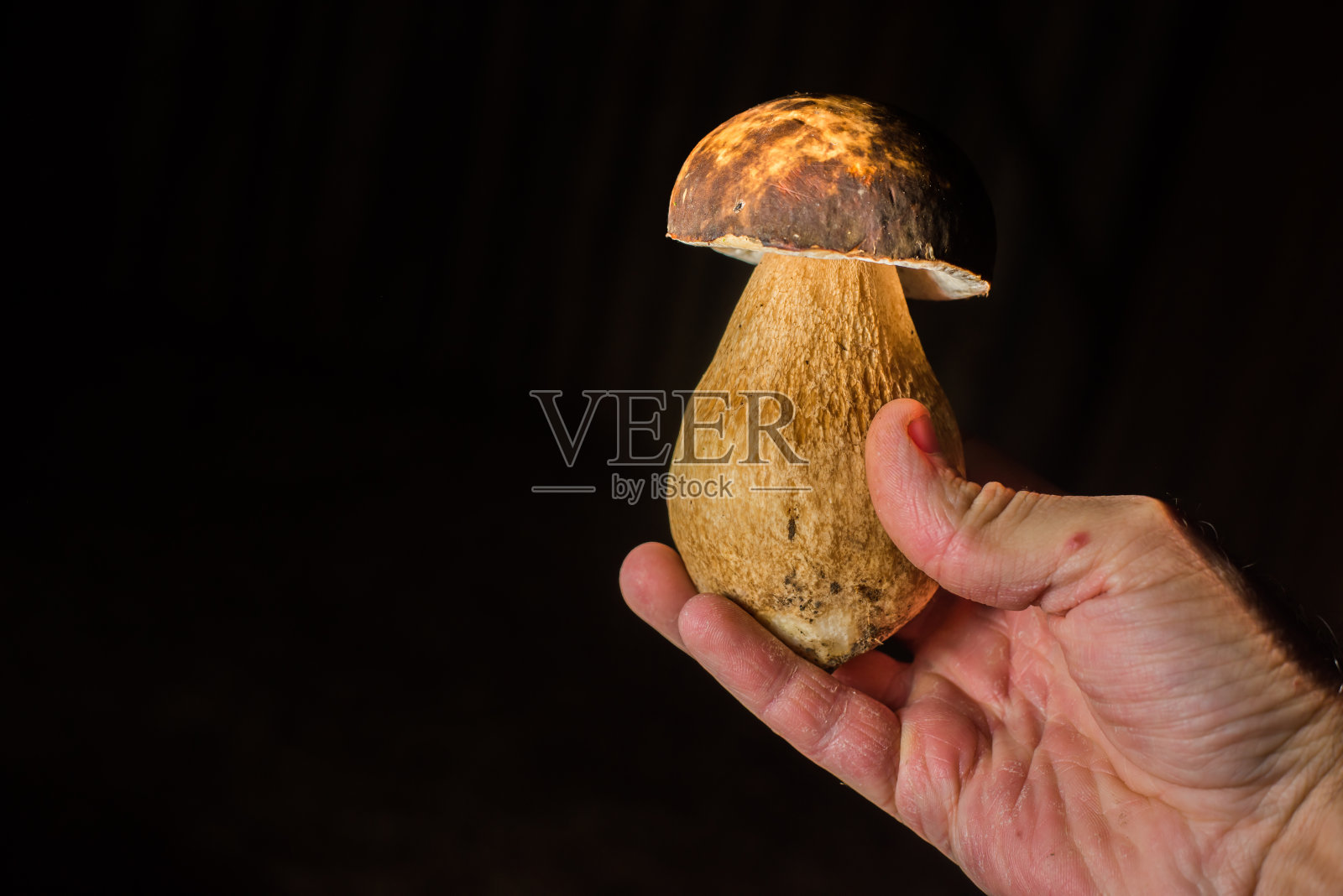 牛肝菌菇，漂亮的照片照片摄影图片