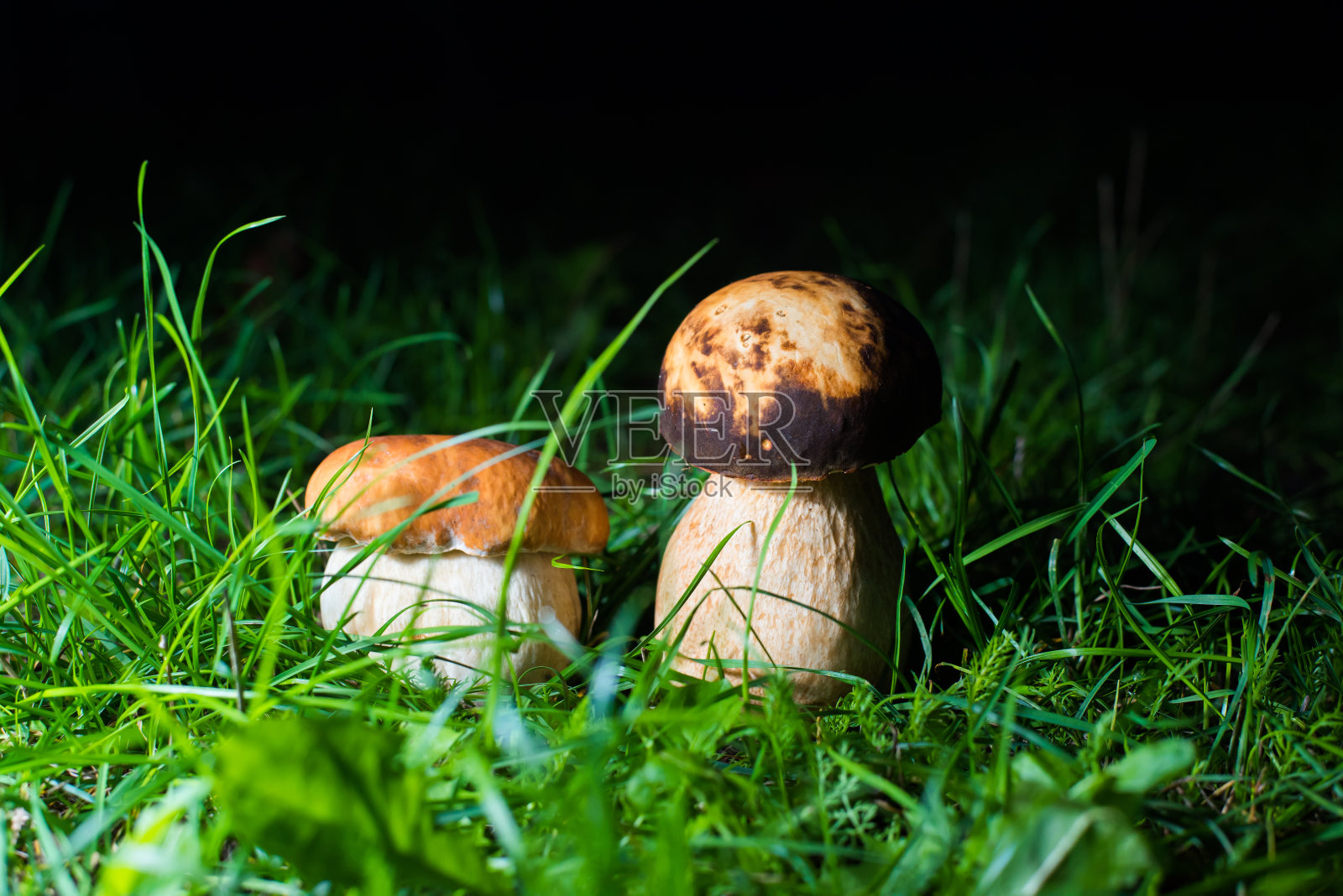牛肝菌菇，漂亮的照片照片摄影图片
