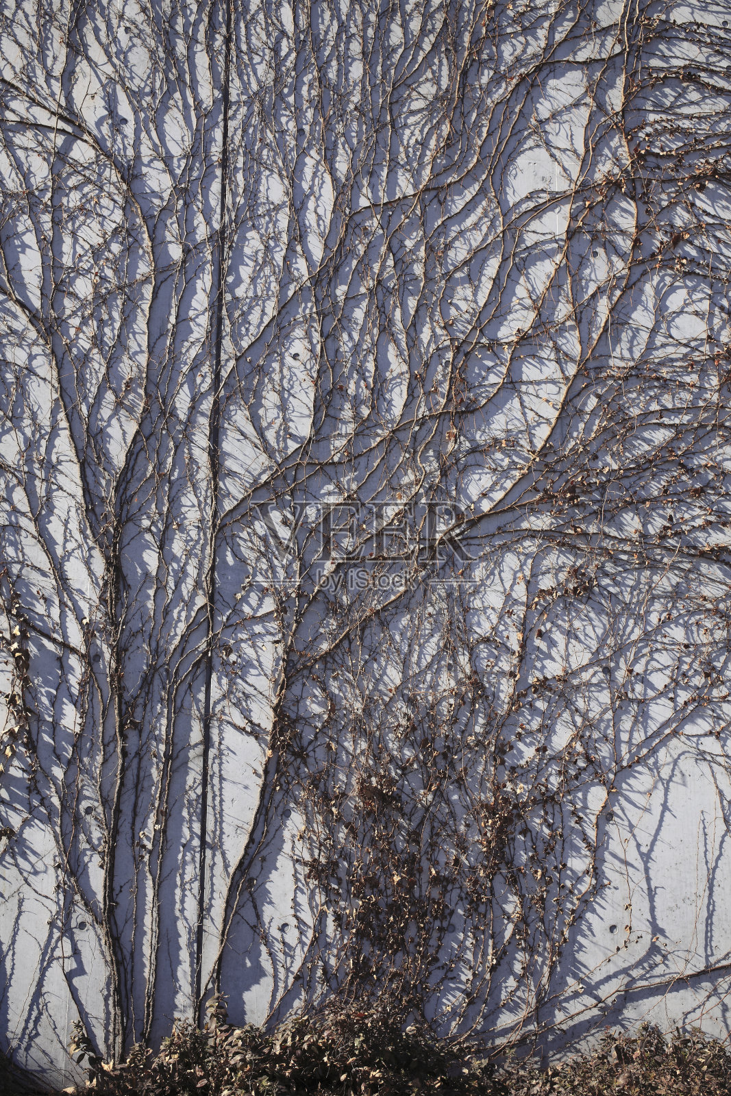 艾薇照片摄影图片