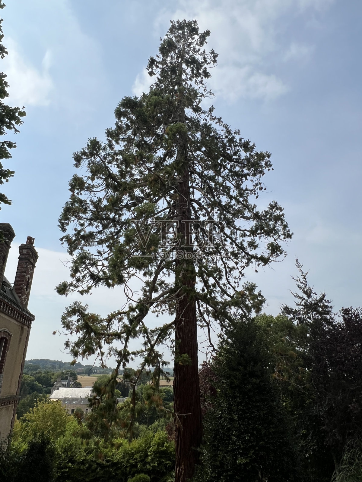 树诺曼底照片摄影图片