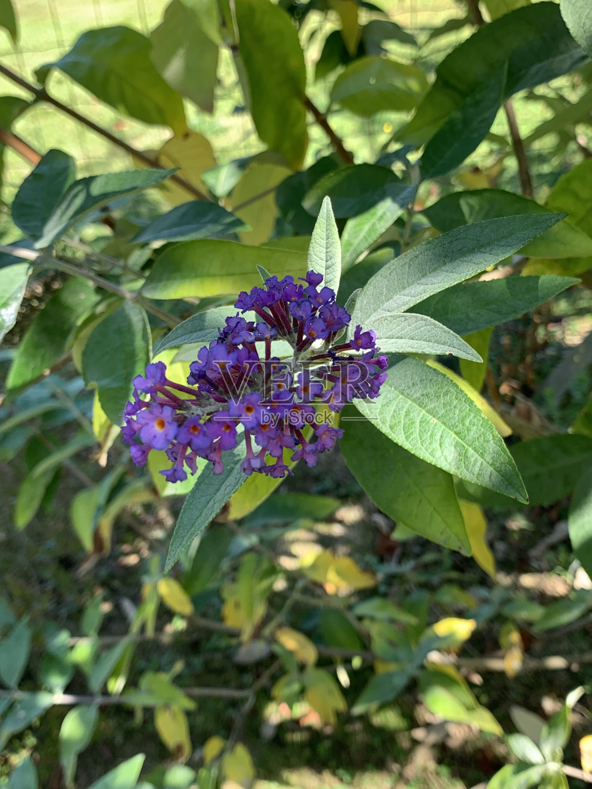 花照片摄影图片