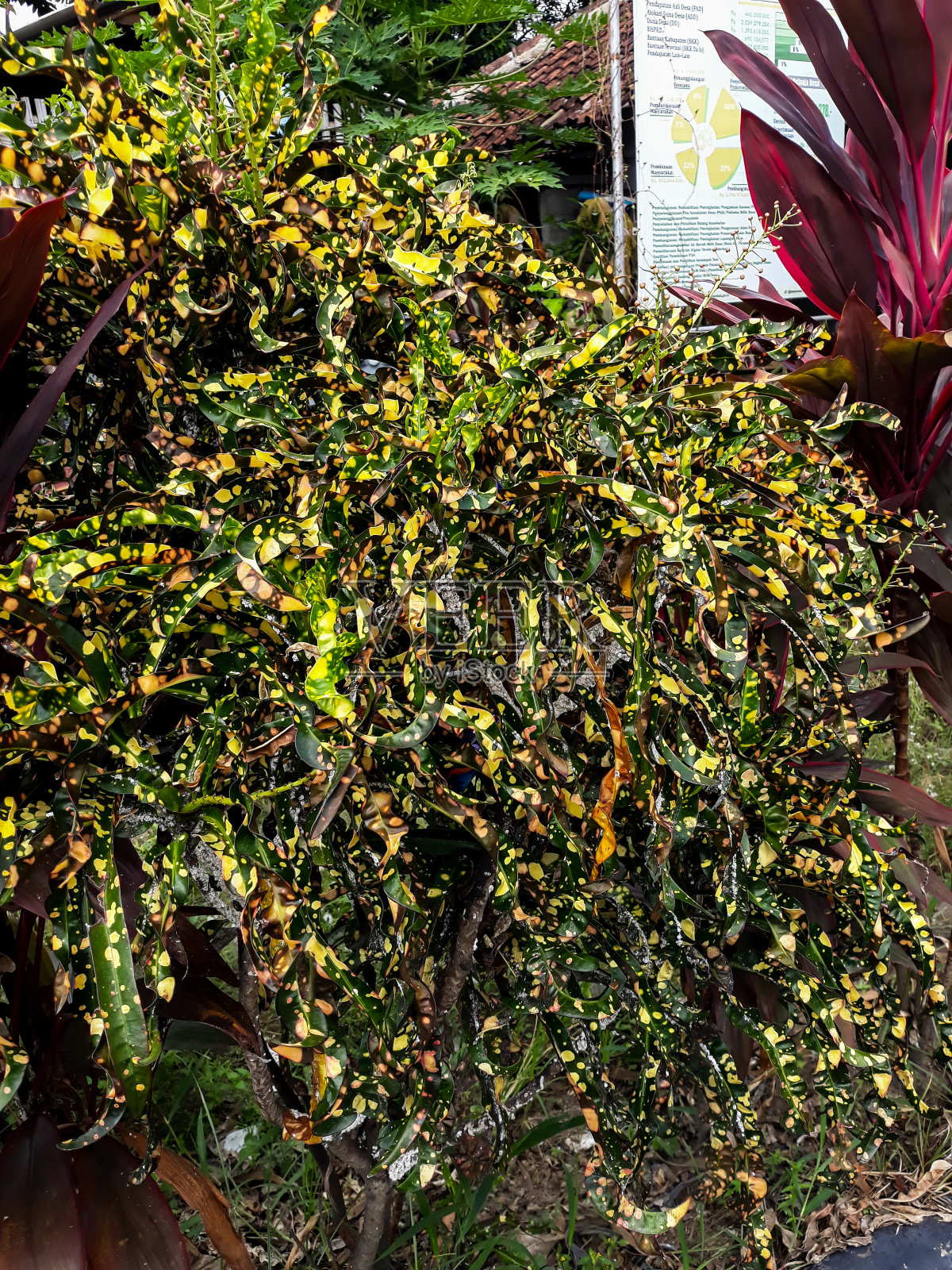 巴豆苗健康生长的照片照片摄影图片