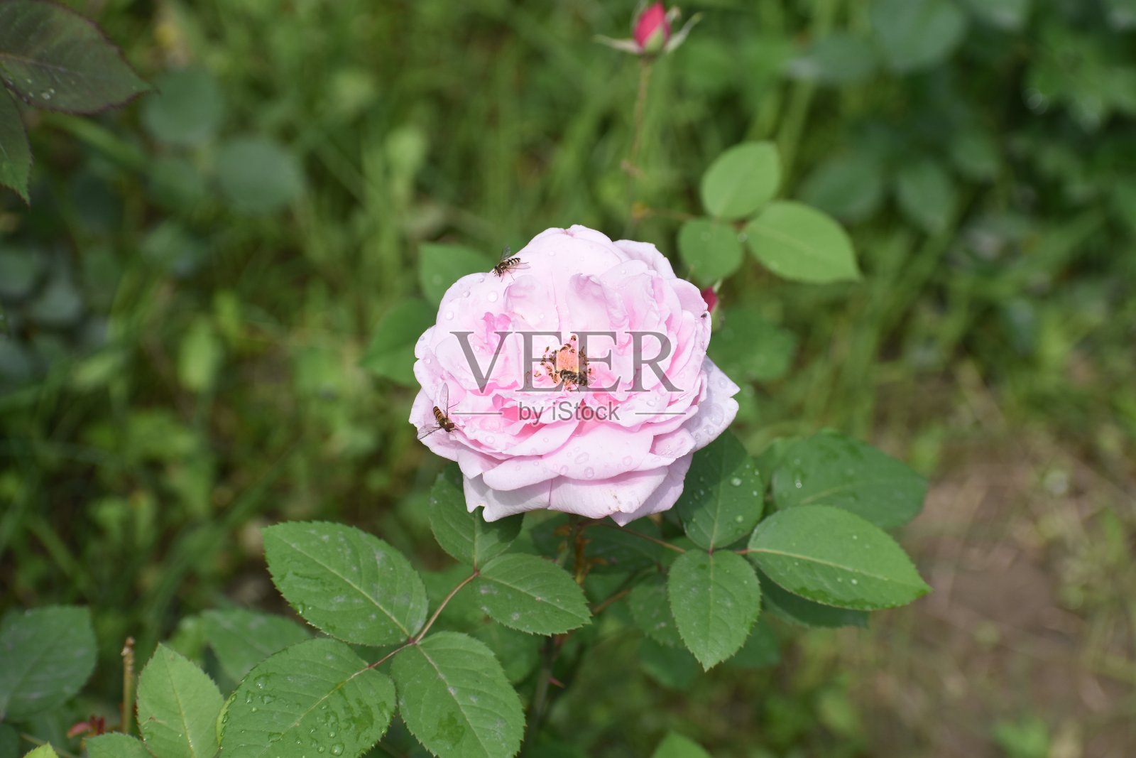 玫瑰自然照片摄影图片