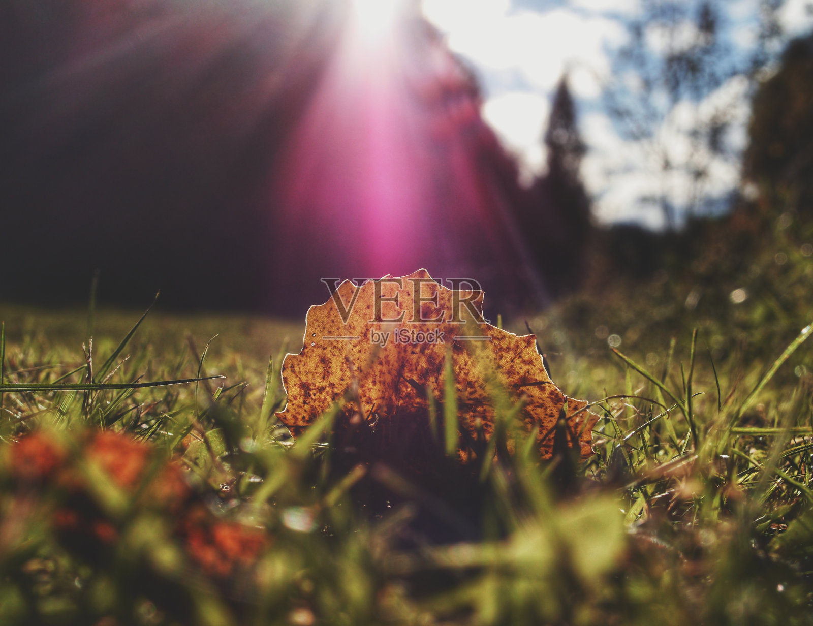 黄叶落在地上照片摄影图片