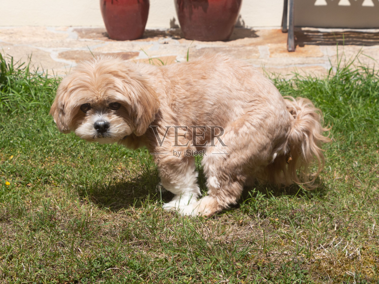 有趣的狗狗便便照片摄影图片