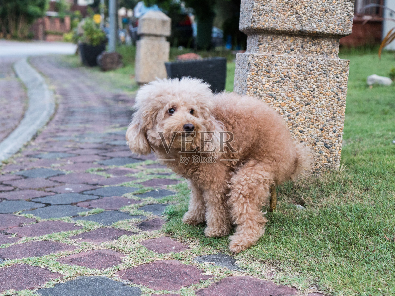 有趣的狗狗便便照片摄影图片