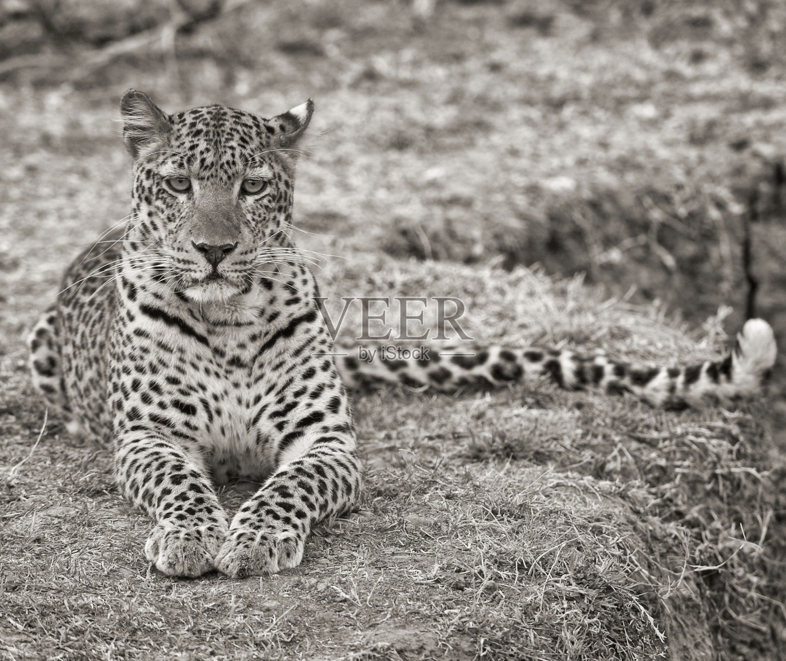 美丽的南非野生动物图片照片摄影图片