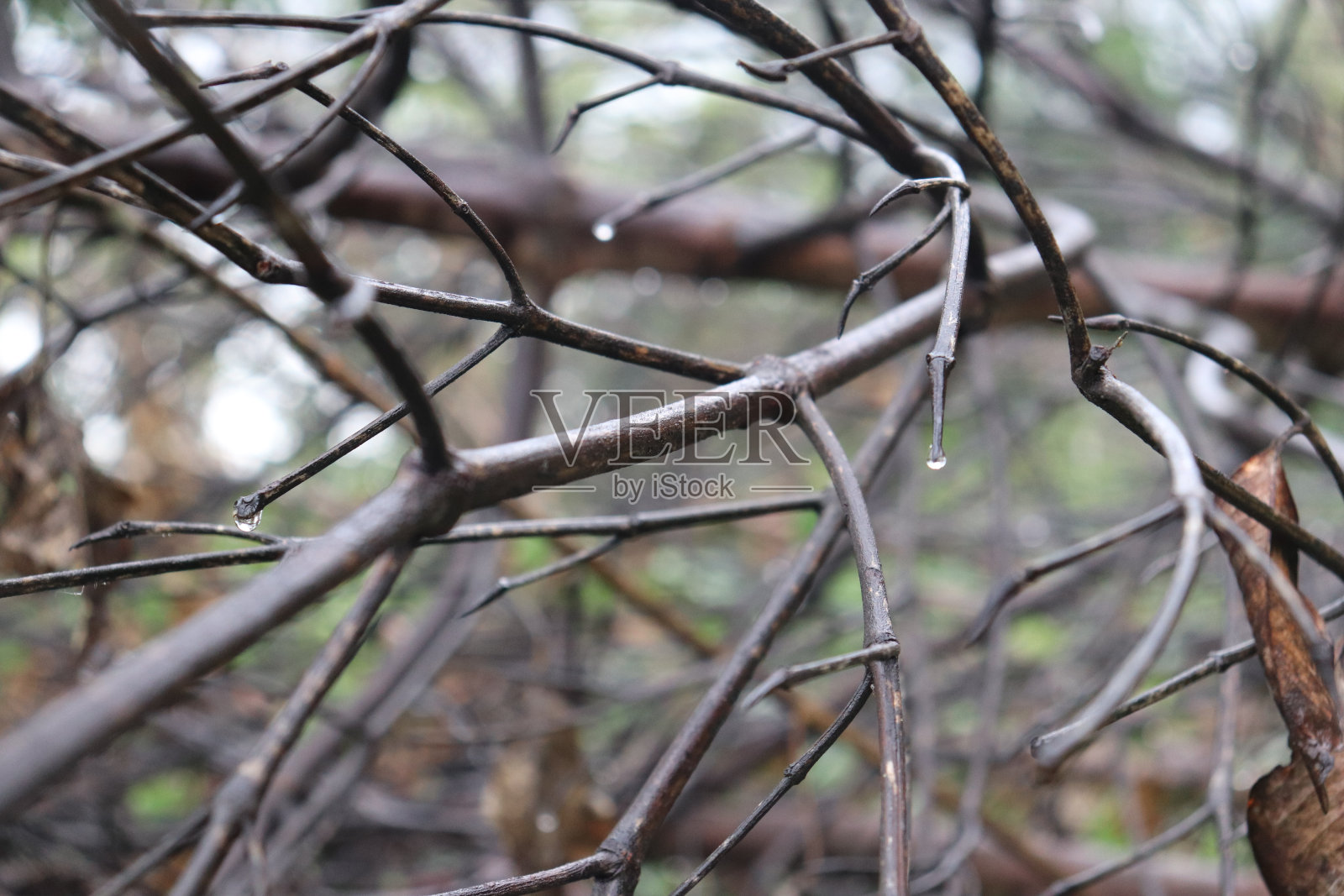 把老树枝和树枝弄干。湖岸的纹理或背景。 晴朗的春天里，细而短的芦秆。干草从顶部。照片摄影图片