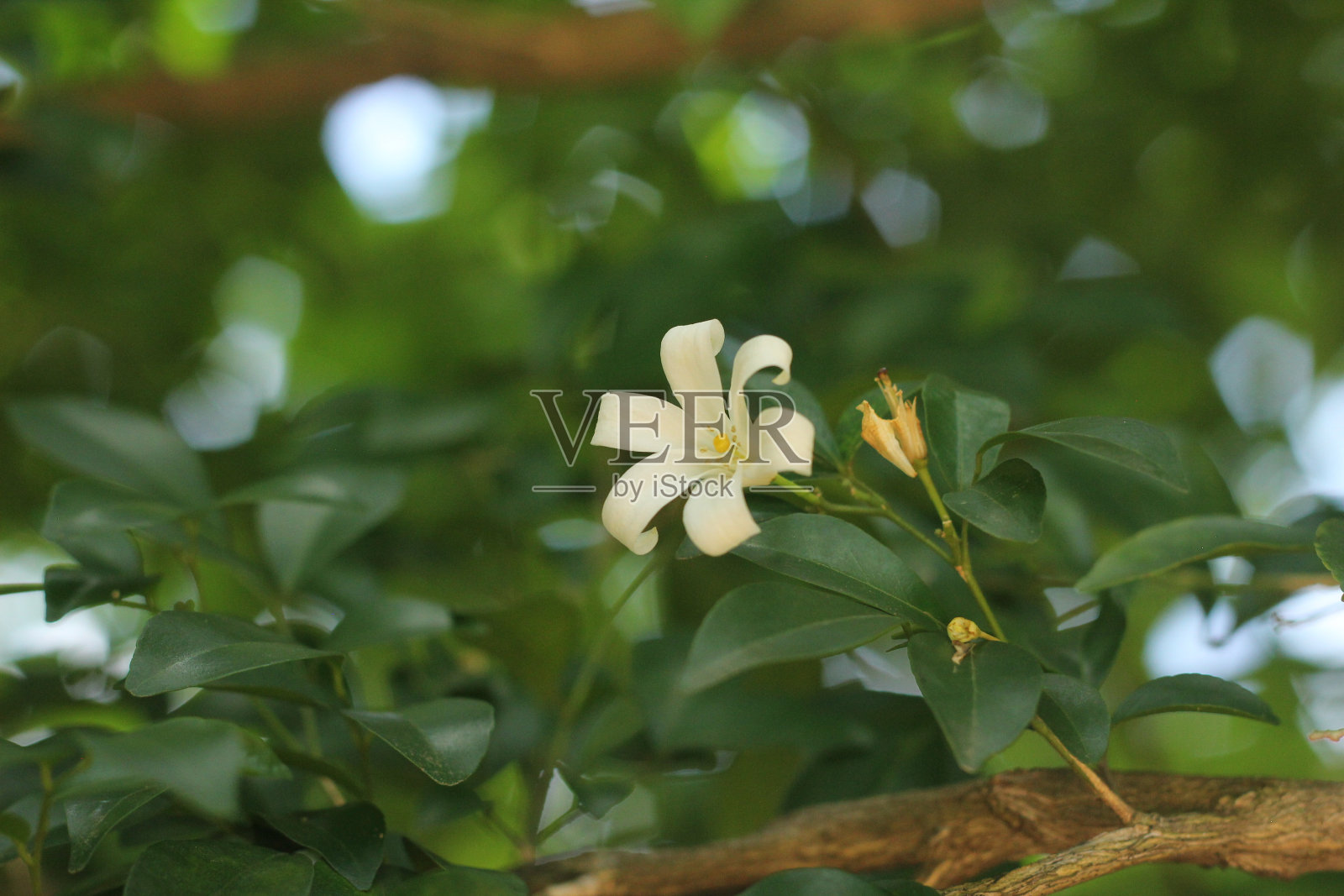 默里·帕努拉塔。照片摄影图片