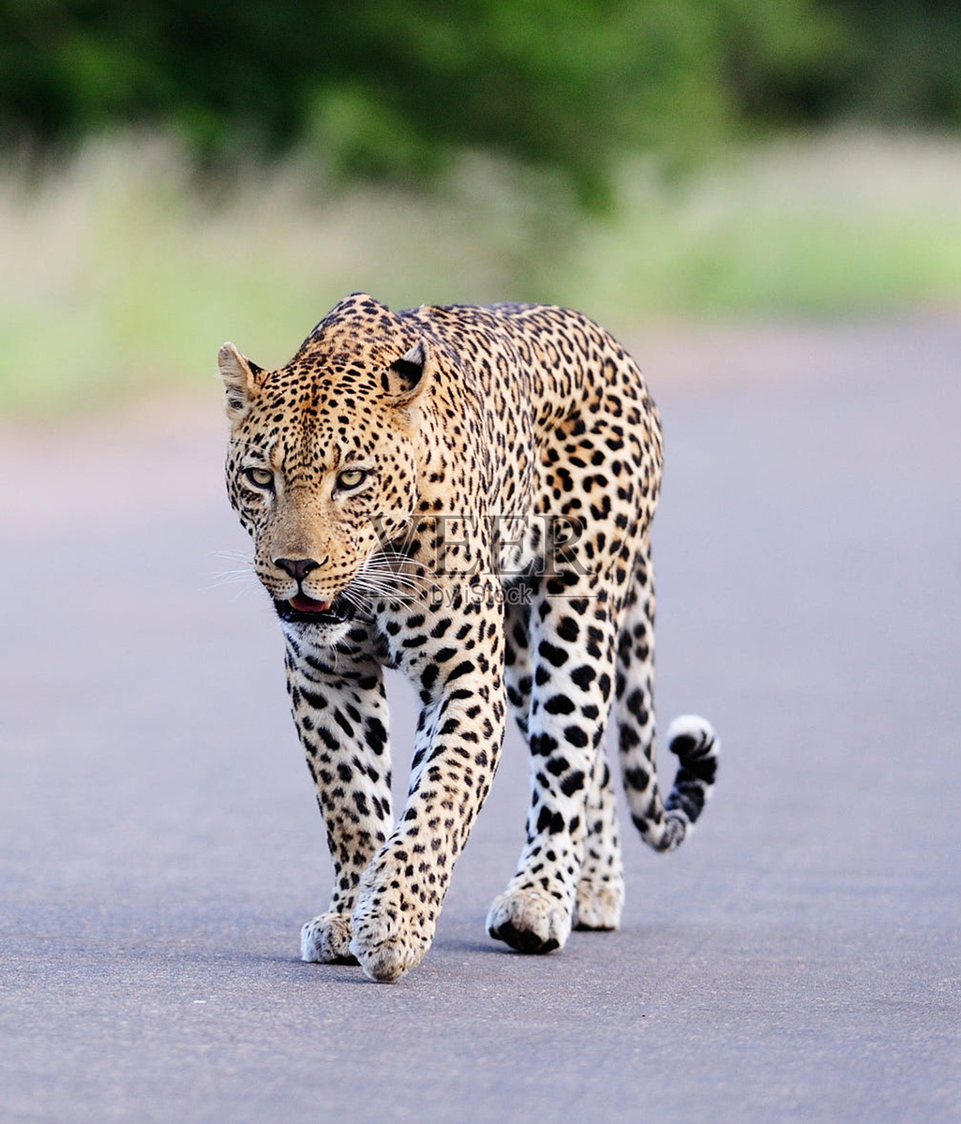 美丽的南非野生动物图片照片摄影图片