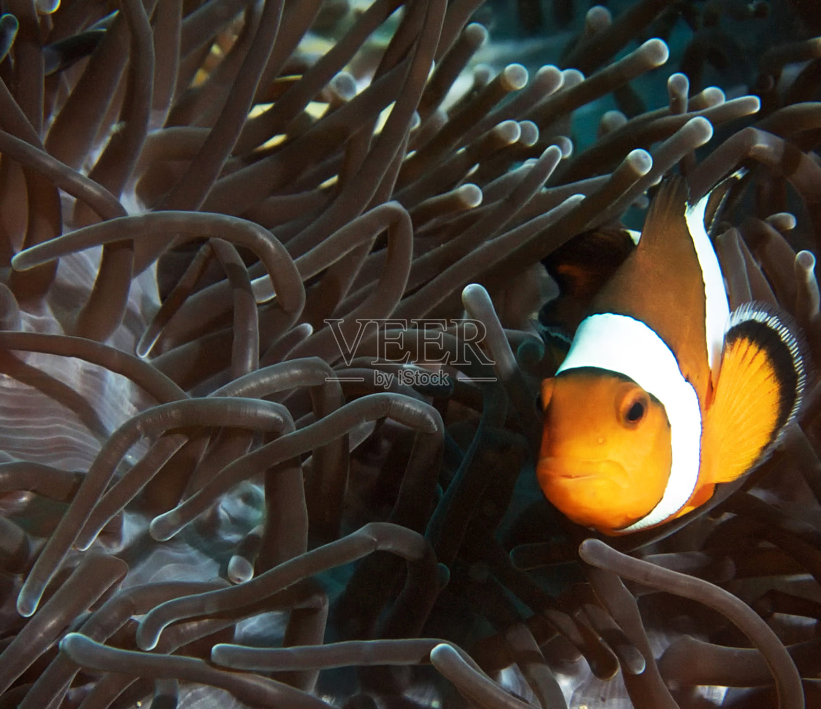 泰国美丽的水下照片照片摄影图片