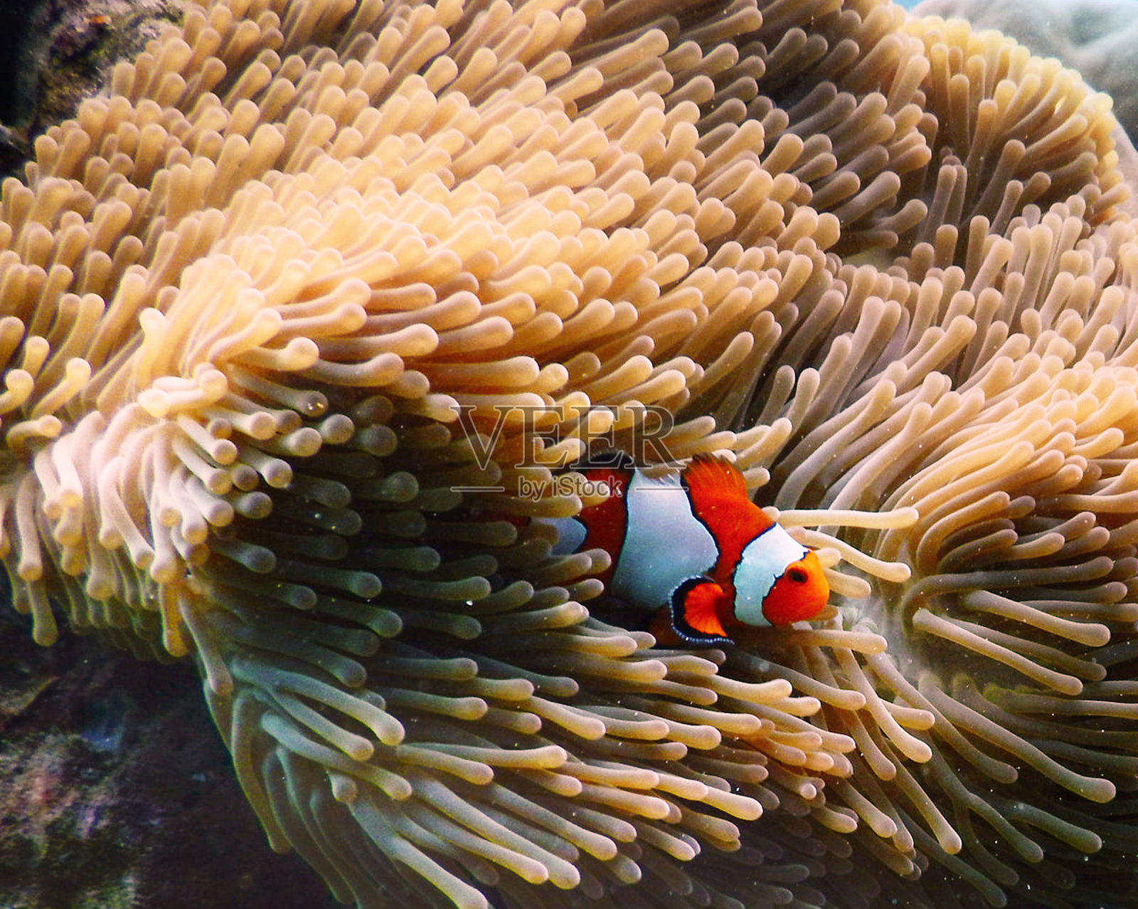 泰国美丽的水下照片照片摄影图片