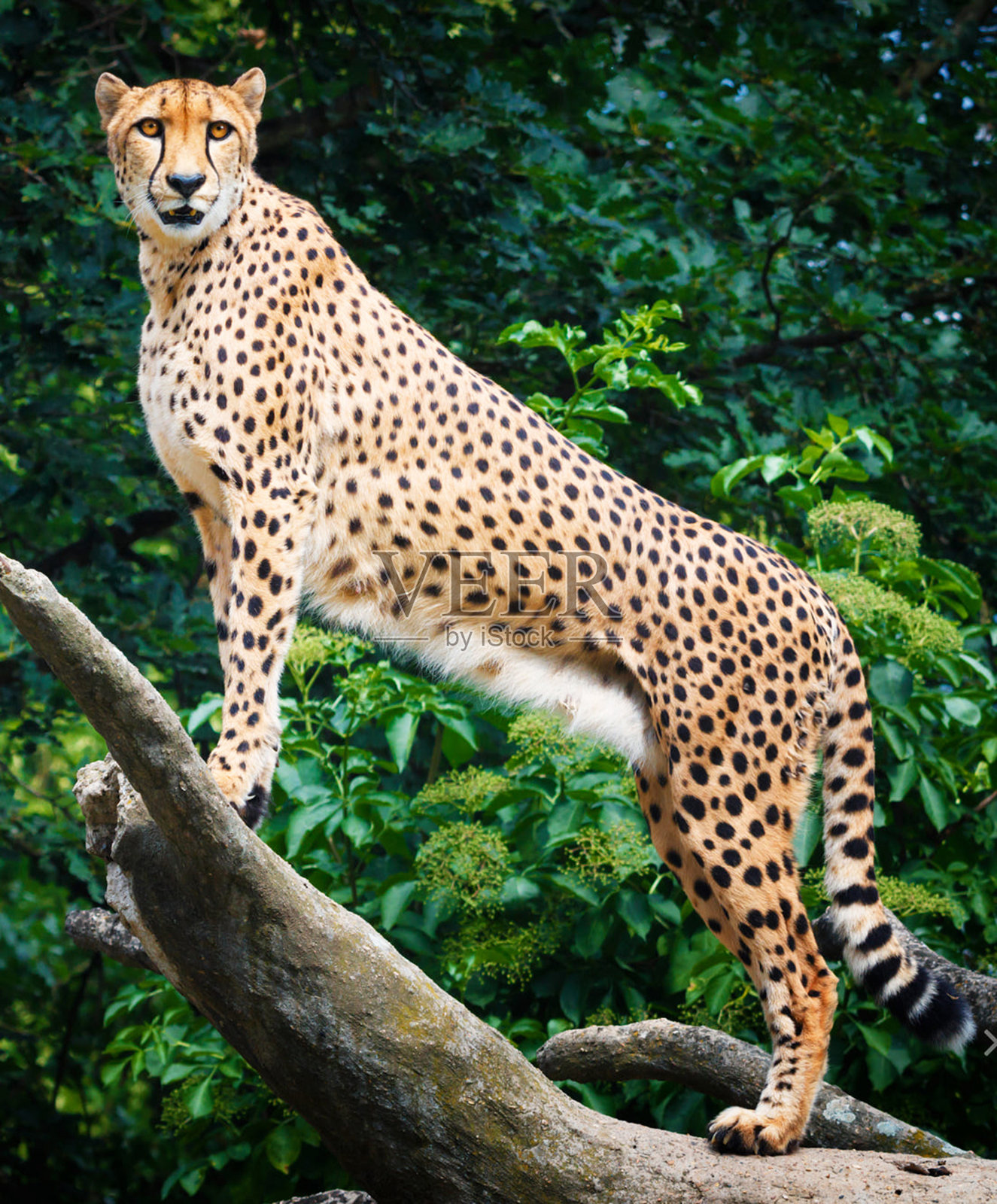美丽的南非野生动物图片照片摄影图片