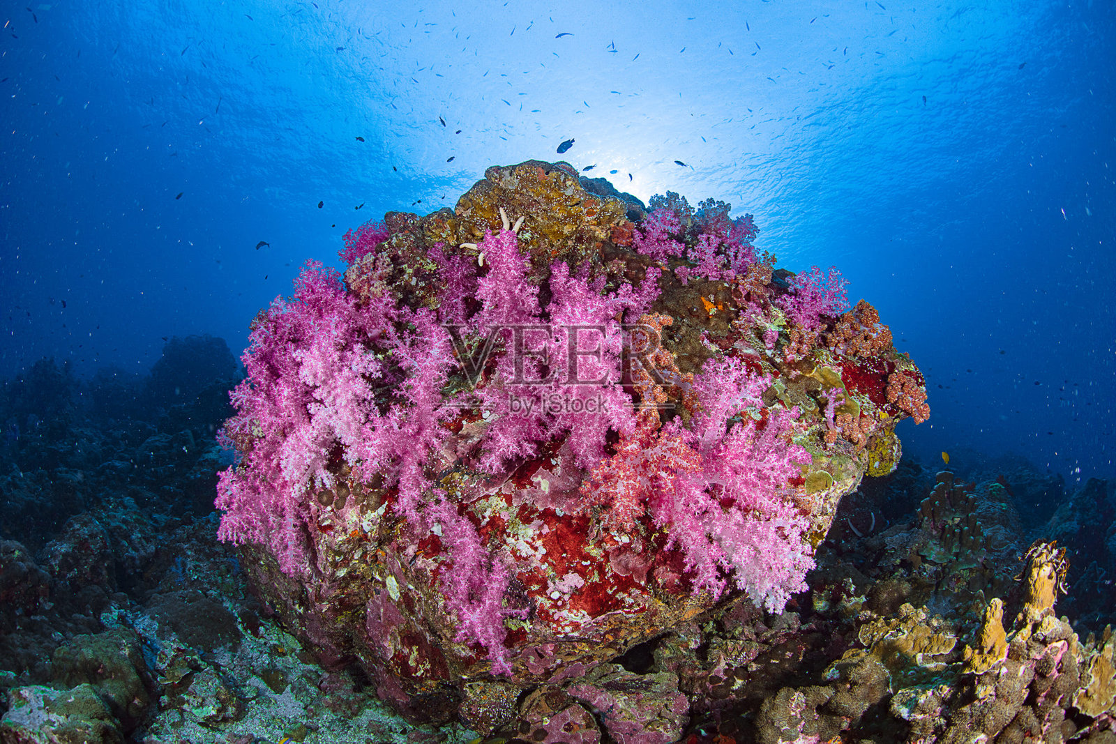 泰国美丽的水下照片照片摄影图片