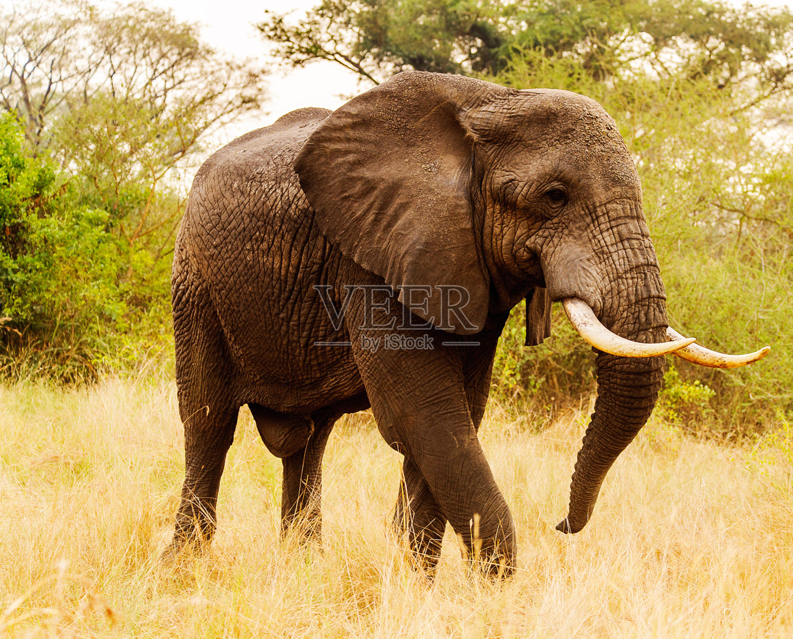 美丽的南非野生动物图片照片摄影图片